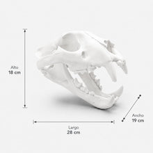 Cargar imagen en el visor de la galería, Cráneo Decorativo Jaguar
