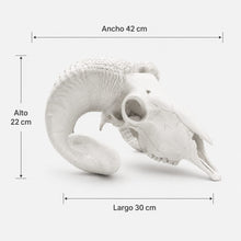 Cargar imagen en el visor de la galería, Cráneo Decorativo Bighorn Sheep