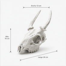 Cargar imagen en el visor de la galería, Cráneo Decorativo Deer